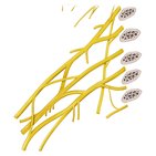 Plexus brachial