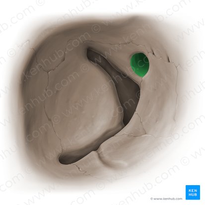 Canal óptico (Canalis opticus); Imagem: Paul Kim