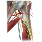 Deep brachial artery