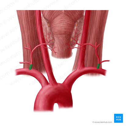 Thyrocervical trunk (Truncus thyrocervicalis); Image: Yousun Koh