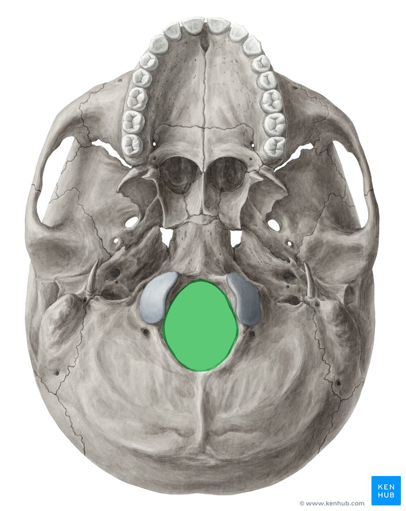 Foramen magnum