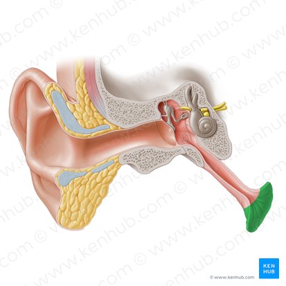 Pharyngeal opening of auditory tube (Ostium pharyngeum tubae auditivae); Image: Paul Kim