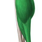 Muscle triceps sural