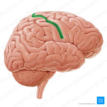 Sillon central (Sulcus centralis); Image : Paul Kim