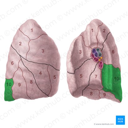 Segmento basilar posterior do pulmão direito (Segmentum basale posterius pulmonis dextri); Imagem: Paul Kim