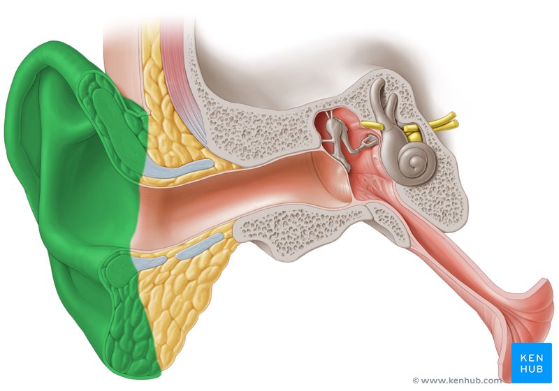 Outer ear Anatomy, blood supply, innervation Kenhub