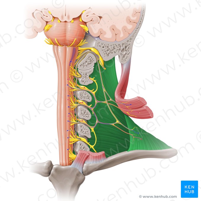 Músculo trapecio (Musculus trapezius); Imagen: Paul Kim