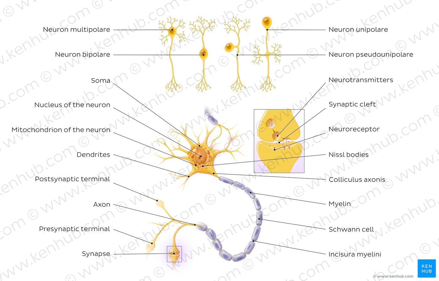 Neurone: Struktur und verschiedene Nervenzellarten - Überblick