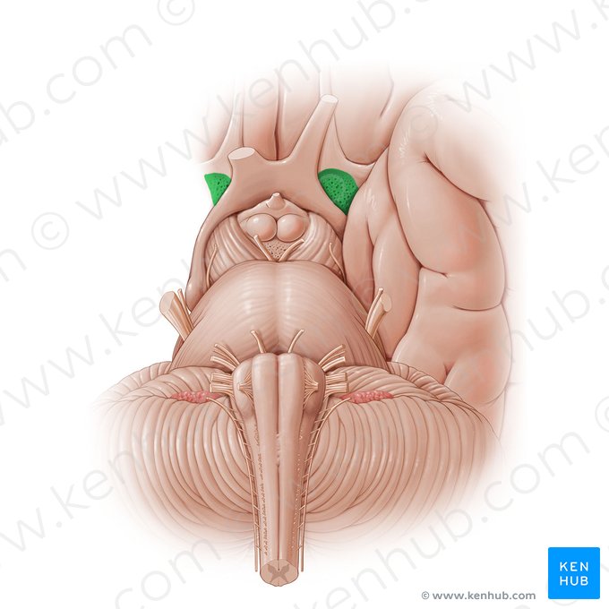 Sustancia perforada anterior (Substantia perforata anterior); Imagen: Paul Kim