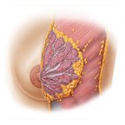 Structure of the female breast