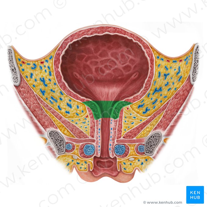 Colo da bexiga (Cervix vesicae urinariae); Imagem: Irina Münstermann