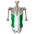 External abdominal oblique muscle