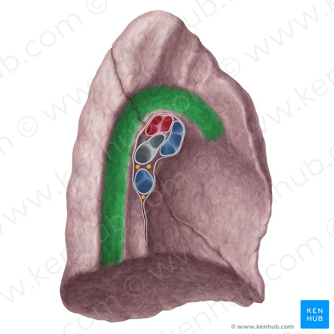 Impresión aórtica (Impressio aortica pulmonis sinistri); Imagen: Yousun Koh