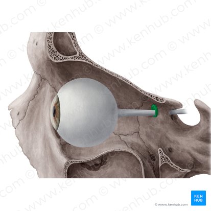 Anel tendíneo comum (de Zinn) (Anulus tendineus communis); Imagem: Yousun Koh