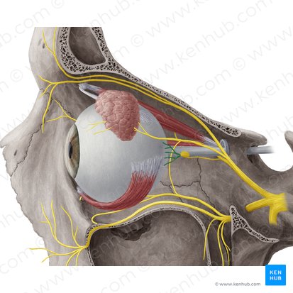 Short ciliary nerves (Nervi ciliares breves); Image: Yousun Koh