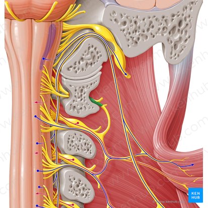 Nerf spinal C1 (Nervus spinalis C1); Image : Paul Kim
