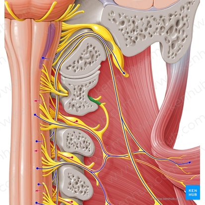 Spinal nerve C1 (Nervus spinalis C1); Image: Paul Kim