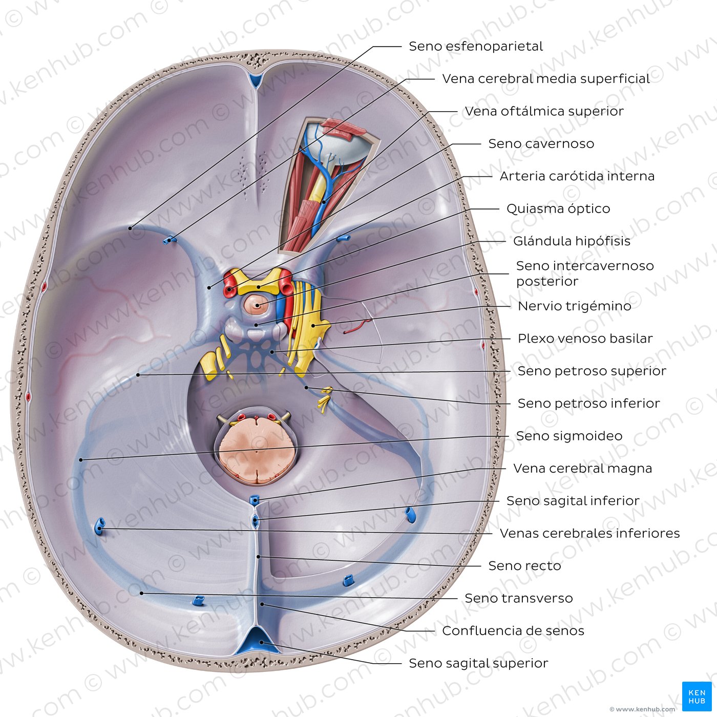 Dural venous sinuses