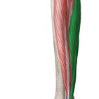Flexor hallucis longus muscle