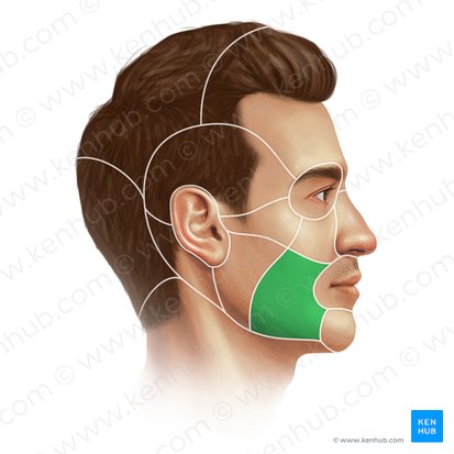 Buccal region (Regio buccalis); Image: Paul Kim