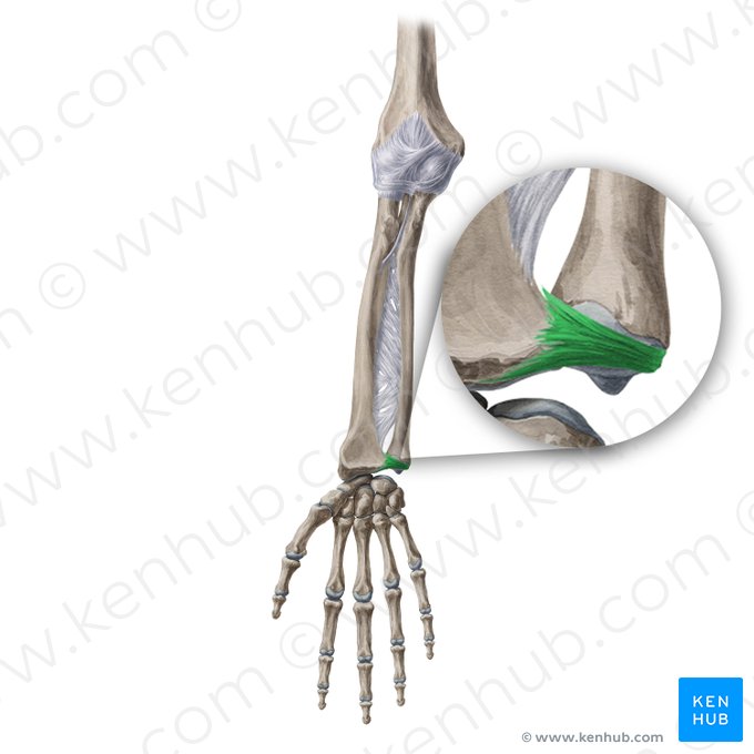 Ligamento radioulnar palmar (Ligamentum radioulnare palmare); Imagem: Yousun Koh