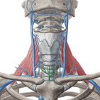 Inferior thyroid vein