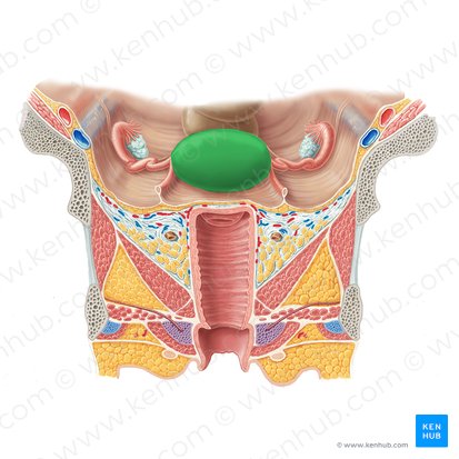 Fundus uteri (Fundus der Gebärmutter); Bild: Samantha Zimmerman