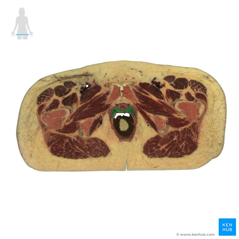 Vagina Anatomia Vasculariza o E Inerva o Kenhub
