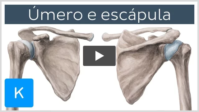 Escápula: Anatomia e notas clínicas