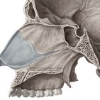 Medial wall of the nasal cavity