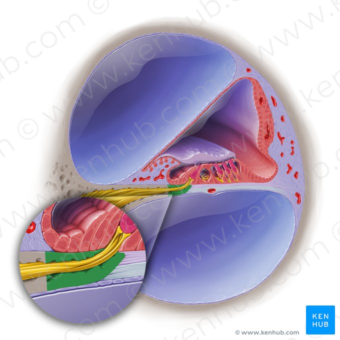 Habenula perforata; Image: Paul Kim