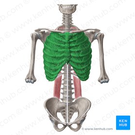 Thoracic Cage Anatomy And Clinical Notes Kenhub