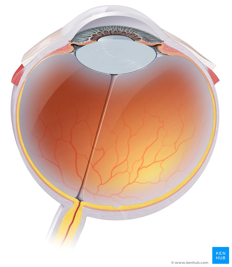 Eyeball anatomy