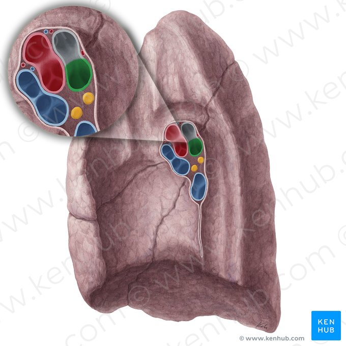 Brônquio intermediário do pulmão direito (Bronchus intermedius pulmonis dextri); Imagem: Yousun Koh