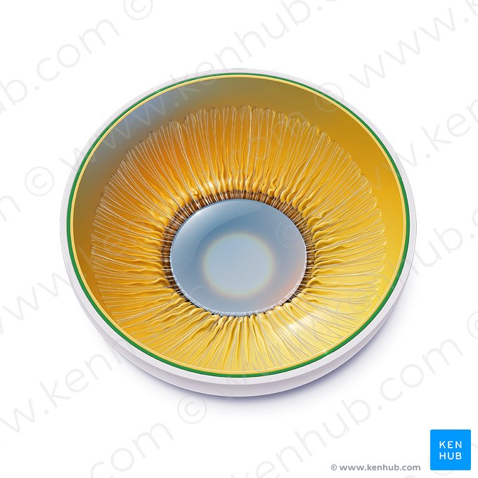 Choroid (Choroidea); Image: Paul Kim