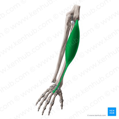 Músculo extensor radial corto del carpo (Musculus extensor carpi radialis brevis); Imagen: Yousun Koh