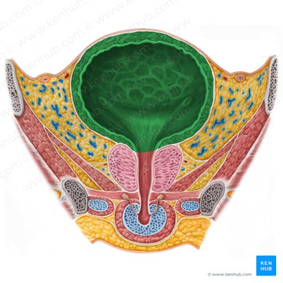 Corpus vesicae urinariae (Harnblasenkörper); Bild: Irina Münstermann
