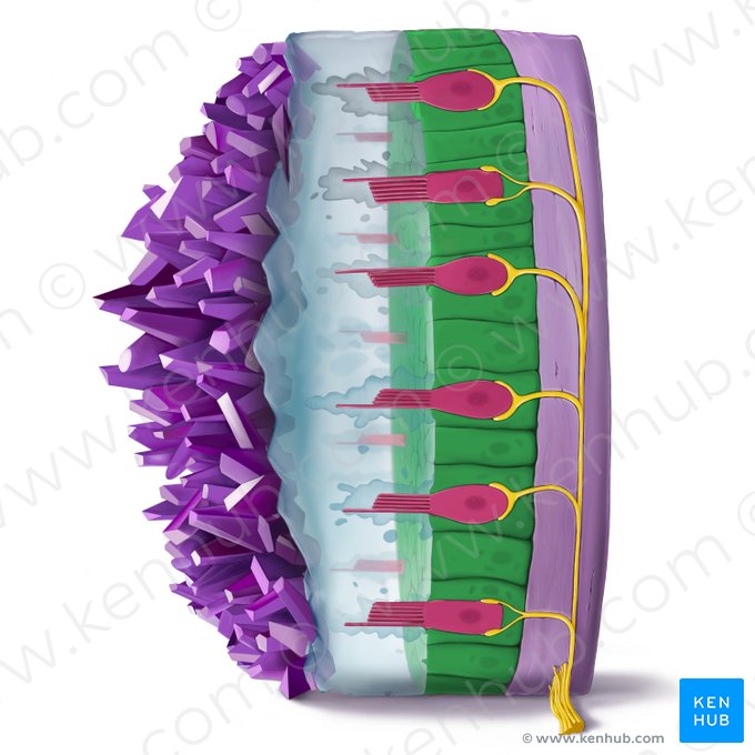 Vestibular supporting cell (Vestibulocytus sustenans); Image: Tal Bavli Ziv
