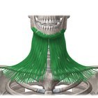 Fascia cervicalis