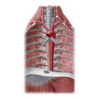 Aorta thoracica 