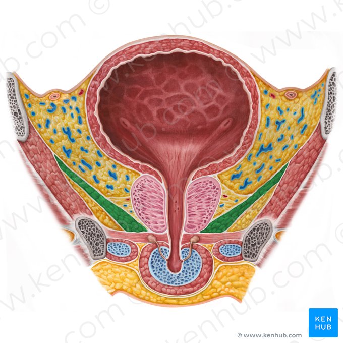 Levator ani muscle (Musculus levator ani); Image: Irina Münstermann