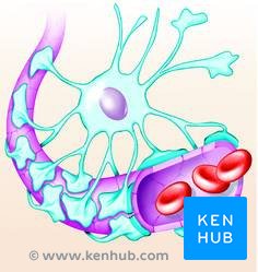 Blood-Brain Barrier