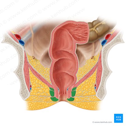 Músculo esfíncter externo do ânus (Musculus sphincter externus ani); Imagem: Samantha Zimmerman
