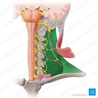 Trapezius muscle (Musculus trapezius); Image: Paul Kim