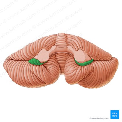 Flocculus (Flöckchen); Bild: Paul Kim