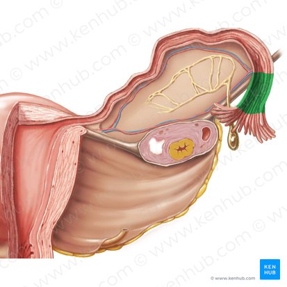 Infundíbulo da tuba uterina (Infundibulum tubae uterinae); Imagem: Samantha Zimmerman