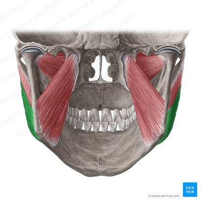 Parte superficial do músculo masseter (Pars superficialis musculi masseteris); Imagem: Yousun Koh