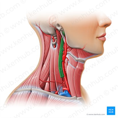 Internal jugular vein (Vena jugularis interna); Image: Paul Kim
