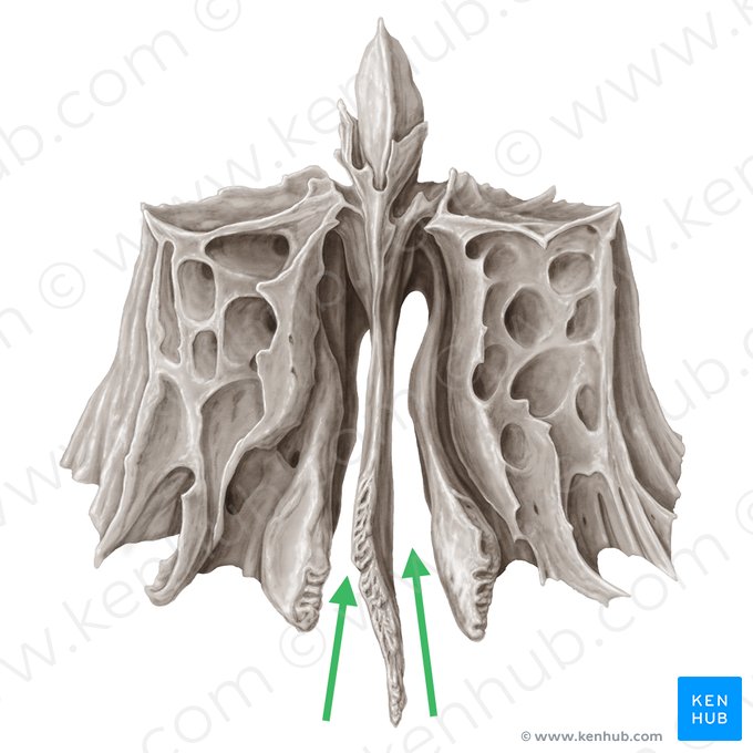 Meato nasal comum (Meatus nasalis communis); Imagem: Samantha Zimmerman