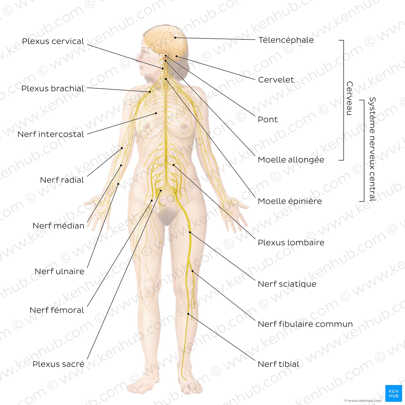Système nerveux (schéma)